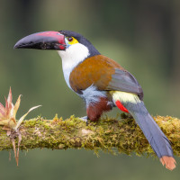 Black-billed Mountain-Toucan